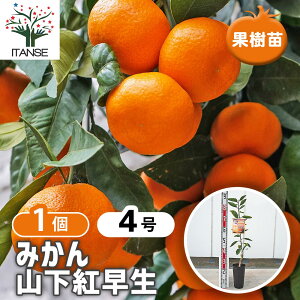 yz ݂̕c Rg y ʎ̕c 4^1 z ~Jc V{c[ LO HnA