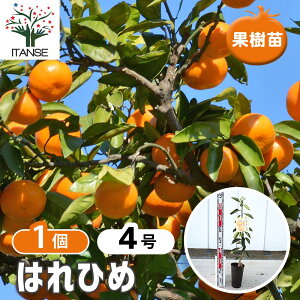 yz k̕c ͂Ђ y ʎ̕c 4^1 z VgX K[fjO ʎc k ƒ؉