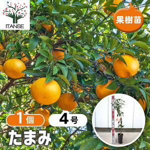 �y���������z ���k�̕c ���܂� �y �ʎ��̕c�� 4���^1���� �z �V�g���X �K�[�f�j���O �ʎ��c ���k �ƒ�؉�