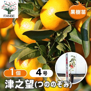 �y���������z ���k�̕c �ÔV�] �y �ʎ��̕c�� 4���^1���� �z �V�g���X �K�[�f�j���O �ʎ��c ���k �ƒ�؉�