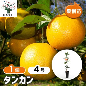 �y���������z ���k�̕c �^���J�� �y �ʎ��̕c�� 4���^1���� �z �V�g���X �K�[�f�j���O �ʎ��c ���k �ƒ�؉�