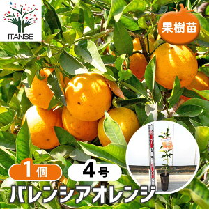 yz k̕c oVAIW y ʎ̕c 4^1 z VgX K[fjO ʎc k ƒ؉