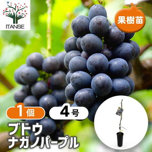 �y���������z �Ԃǂ��̕c �i�K�m�p�[�v�� �y �ʎ��̕c�� 4���^1���� �z �Ԃǂ��c �u�h�E�c �����c �Ԃǂ��̕c�� �ʎ��c �ʎ� �ʕ� �������� �͔| �K�[�f�j���O �ƒ�؉� �_�� �L�@�͔|