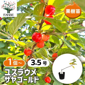 �y���������z ���X���E�� �T���S�[���h �y �ʎ��̕c 3.5�� �z �~�� �~�� ���� �R�����~ downy cherry �K�[�f�j���O �ƒ�؉� �_�� ��A�� ���| ��� �A�� �c�� �ʎ��c �ʎ� �ʕ� �͔| ���A��