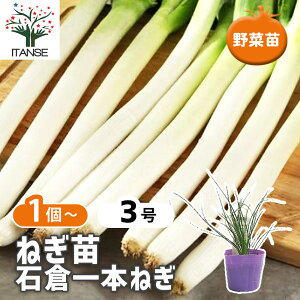 �y���������z �˂��̕c �Αq��{�˂� �y ��؂̕c 3�� �z �˂��c �l�M �K �ʂ˂� �ʔK �^�}�l�M �l�M�̕c �K�̕c �K�[�f�j���O �ƒ�؉� �_�� ��A�� ���