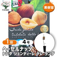 【送料無料】 ヘーゼルナッツの苗木 トンダ ジェンティレデレ ランゲ 【 果樹の苗木 4号／1個売り 】 ヘ…