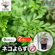 【送料無料】ネコよらず ( ルー ヘンルーダ ) ハーブ苗 9cmポット ねこ寄らず ネコヨラズ 猫よけ ねこよ…