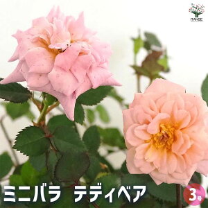 yz~jKN efBxA y Ԗؕc 3 z oc o̕c KNc KN̕c ԕc Ԃ̕c [YK[f CObVK[f rose o@t[K[f