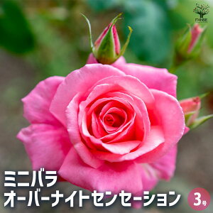 yz~jKN I[o[iCgZZ[V y Ԗؕc 3 z oc o̕c KNc KN̕c ԕc Ԃ̕c [YK[f CObVK[f rose o@t[K[f