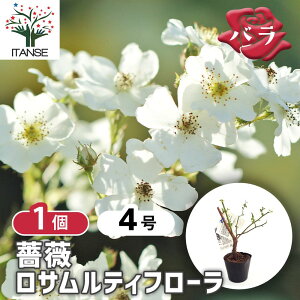 yz KN TeBt[ y Ԗؕc 4^1 z oc o̕c KNc KN̕c ԕc Ԃ̕c ΂ [Y Rosa x_͔| rosegarden