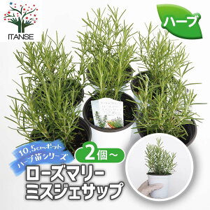 yz [Y}[ ~XWFTbv y n[u̕c 3.5 z [Y}[̕c herb n[u n[uc K[fjO ƒ؉