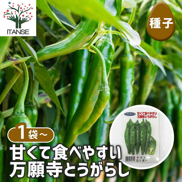 楽天市場】【マラソンP☆5倍】 種子 甘くて食べやすい 万願寺