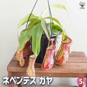 yz HA lyeX K y ϗtA 5^1 z  IV  ӏ Ϗ HA H Hׂ Q΍  ߒt HA CeA ItBX 