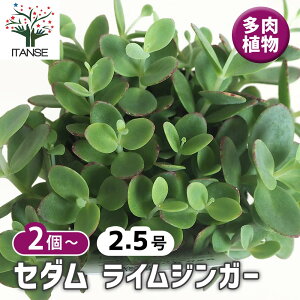 yzZ_ CWK[ A 2.5 OhJo[ ϗtA rO ItBX CeA  [