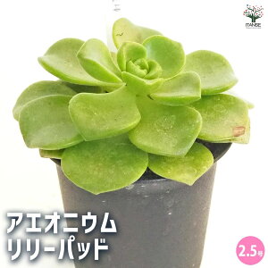 【マラソン期間★ポイント5倍】アエオニウム リリーパッド 【 多肉植物 2.5号/1個売り 】 リビング オフィス 事務所 インテリア 育てやすい 御祝 お祝い ギフト プレゼント 贈答 人気