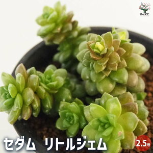 【送料無料】セダム リトルジェム 【 多肉植物 2.5号/1個売り 】 グランドカバー 観葉植物 リビング オフィス インテリア