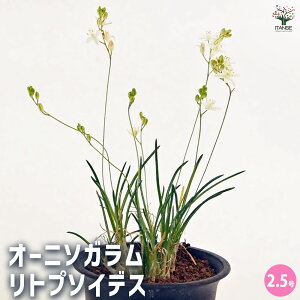 yzI[j\K gv\CfX y A 2.5^1 z Í IIA}i I[j\K _rE IW _rE ~jAc eB\CfX