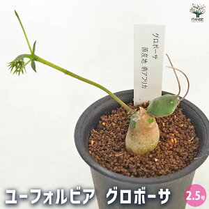 yz[tHrA O{[T y A 2.5^1 z ԕc  h N |i J[[t c Ԗ  A