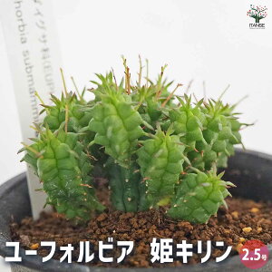 yz[tHrA PL y A 2.5^1 z ԕc  h N |i J[[t c Ԗ  A