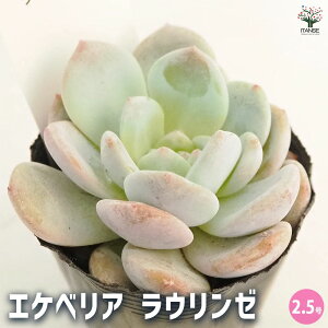 yzGPxA E[ y A 2.5 z A ϗtA CeAO[