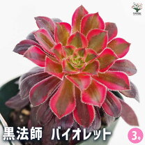 楽天市場】黒法師 サンシモンの通販