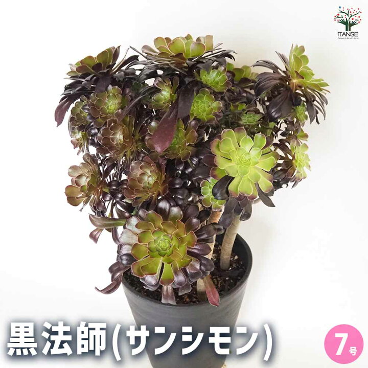 楽天市場】【マラソン☆P5倍】黒法師(サンシモン) 【 多肉植物 7号／1 