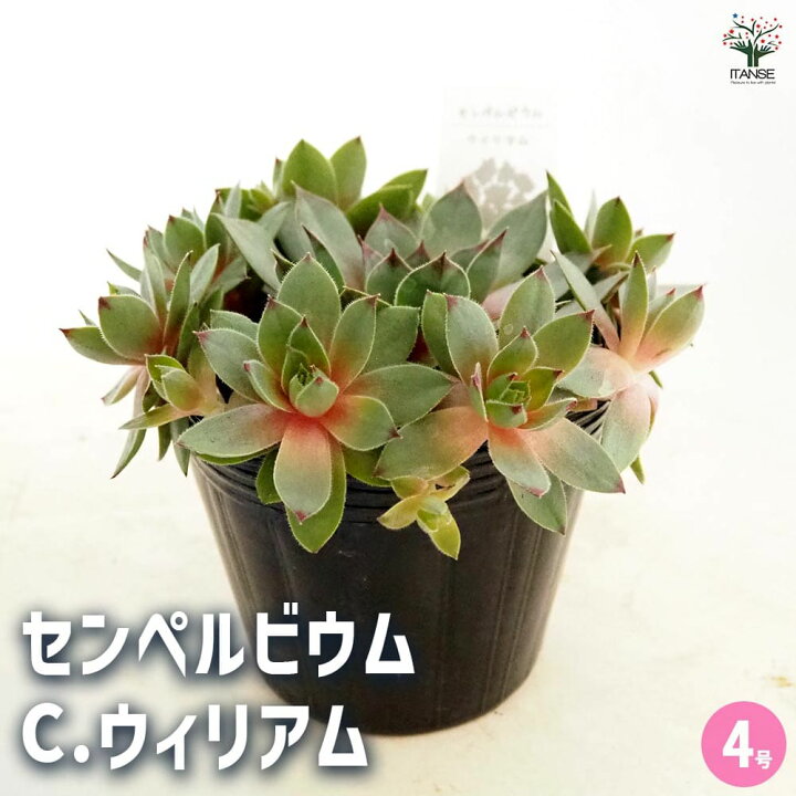 楽天市場】【送料無料】センペルビウム C.ウィリアム 【 多肉植物 4号 