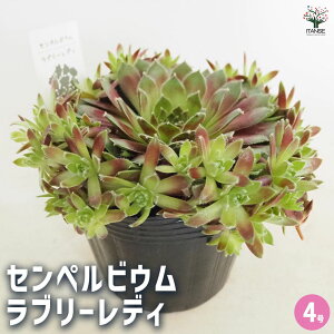 �y���������z�Z���y���r�E�� ���u���[���f�B �y �����A�� 4���^1���� �z ���� �ϗt�A�� �ϗt �C���e���A �M�t�g �v���[���g