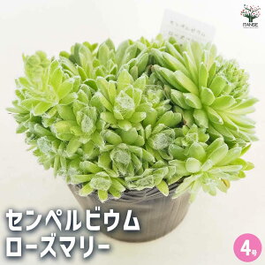 �y���������z�Z���y���r�E�� ���[�Y�}���[ �y �����A�� 4���^1���� �z ���� �ϗt�A�� �ϗt �C���e���A �M�t�g �v���[���g