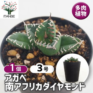【送料無料】アガベ 南アフリカダイヤモンド 【 多肉植物 3号/1個売り 】 リビング オフィス 事務所 インテリア 大型 おしゃれ オシャレ 育てやすい 御祝 お祝い