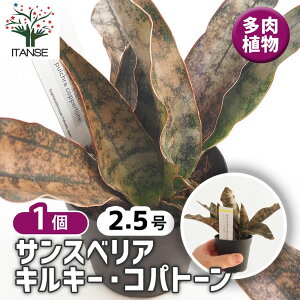 yzTXxA LL[ Rpg[ y A 2.5^1 z rO ItBX  CeA j Vzj zj j V