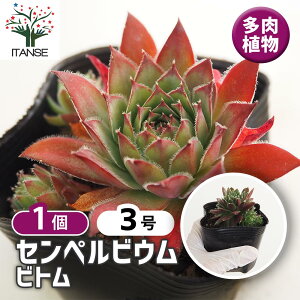 �y���������z�Z���y���r�E�� �r�g�� �y �����A�� 3�� �z ���� �ϗt�A�� �ϗt �C���e���A �M�t�g �v���[���g