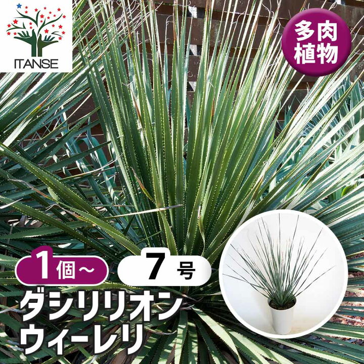 楽天市場】【送料無料】ダシリリオン ウィーレリ 【 多肉植物 7号／1個 