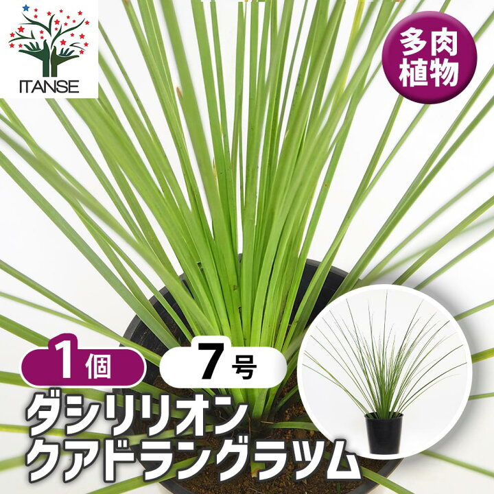 楽天市場】【送料無料】ダシリリオン クアドラングラツム 【 多肉植物 