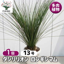 楽天市場】ダシリリオン（観葉植物｜花・観葉植物）：花・ガーデン 