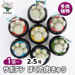 yz T{e ڂ̓イ y A 2.5 z T{e ڂĂ l A ϗtA rO ItBX  CeA ^