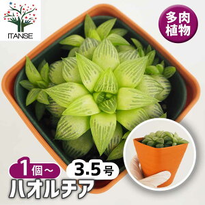 yz nI`A isA y A 3.5 z A nI`A nI`A nIVA ϗtA Mtg 蕨