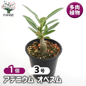 yz AfjE IxX y A 3^1 z rO ItBX  CeA ^  {^jJCt green O[