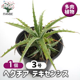 【送料無料】 ヘクチア テキセンシス 【 多肉植物 3号／1個売り 】 リビング オフィス インテリア 育てやすい 御祝 お祝い ギフト プレゼント 贈答 人気 インテリアグリーン 観賞用