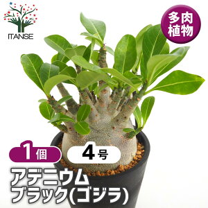 yz AfjE ubN(SW) y A 4^1 z rO ItBX  CeA ^  {^jJCt green O[