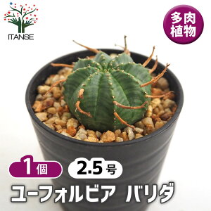 y}\N[|zzz [tHrA o_ y A 2.5^1 z ԕc  h N |i J[[t c Ԗ  A