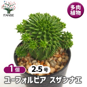 y}\N[|zzz [tHrA XUiG y A 2.5^1 z ԕc  h N |i J[[t c Ԗ  A