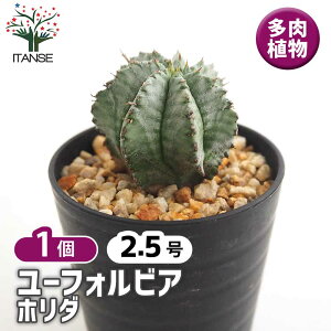 y}\N[|zzz [tHrA z_ y A 2.5^1 z ԕc  h N |i J[[t c Ԗ  A