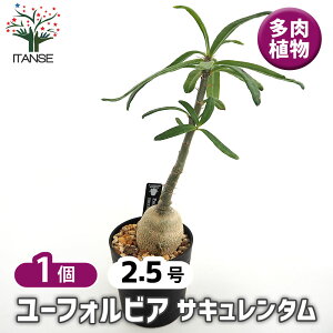 yz pL|fBE TL^ y A 2.5^1 z 򍪐A R[fbNX A ϗtA