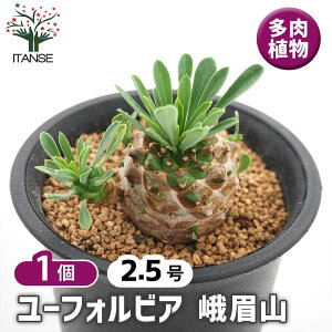 y}\N[|zzz [tHrA R y A 2.5^1 z ԕc  h N |i J[[t c Ԗ  A