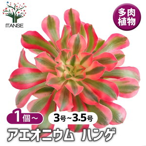 yz AGIjE nQ y A 3`3.5 z rO ItBX  CeA Ă₷ j j Mtg v[g  lC