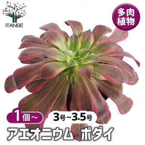 yz AGIjE {_C y A 3`3.5 z rO ItBX  CeA Ă₷ j j Mtg v[g  lC