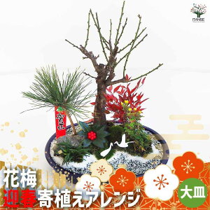 �y���������z���������� �Ԕ~ �}�t��A���A�����W �������� ��M11�� ������ �}�t ���� �񂹐A�� �A�����W ���_���X�^�C�� ���� �N�� �t�����[�M�t�g �������� ���[