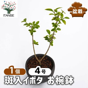 yz C{^ o y ~ 4^1 z ڂ񂳂 bonsai A c c A A nA A x_ K[fjO Ԓd 뉀 v[g j