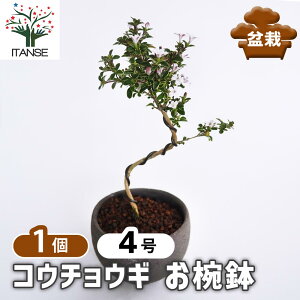 ySSԑSi10OFFz RE`EM o y ~ 4^1 z ڂ񂳂 bonsai A c c A A nA A x_ K[fjO Ԓd 뉀 v[g j